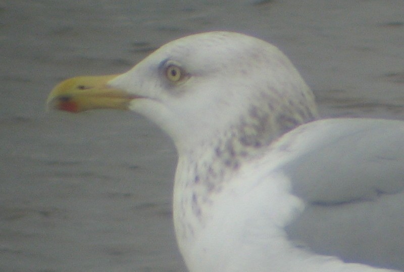Herring Gull (American) - ML619808545