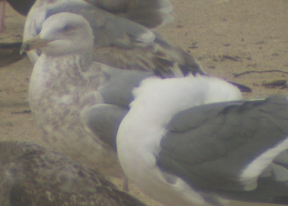 Herring Gull (American) - ML619808546
