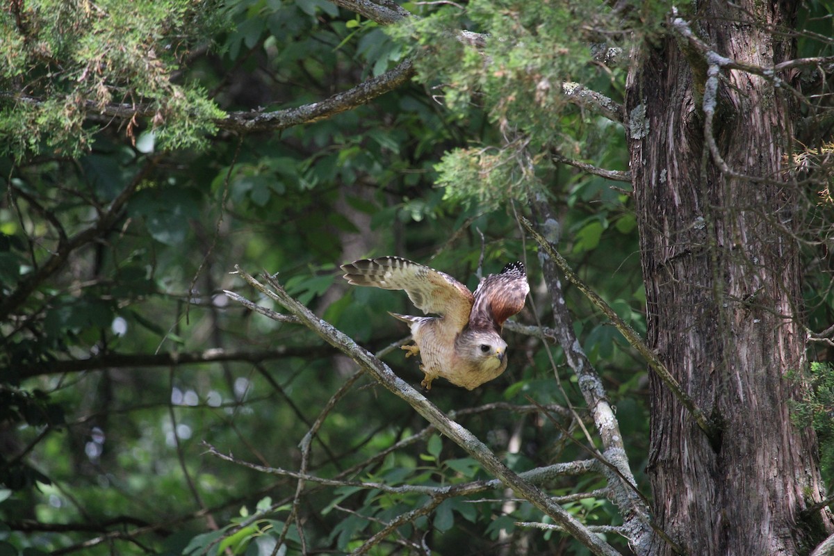 Red-shouldered Hawk - ML619808561