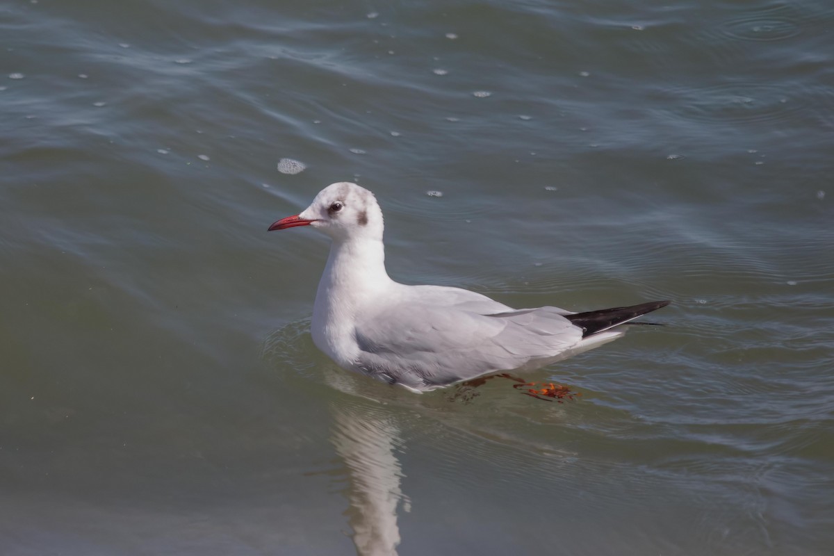 Mouette rieuse - ML619808565