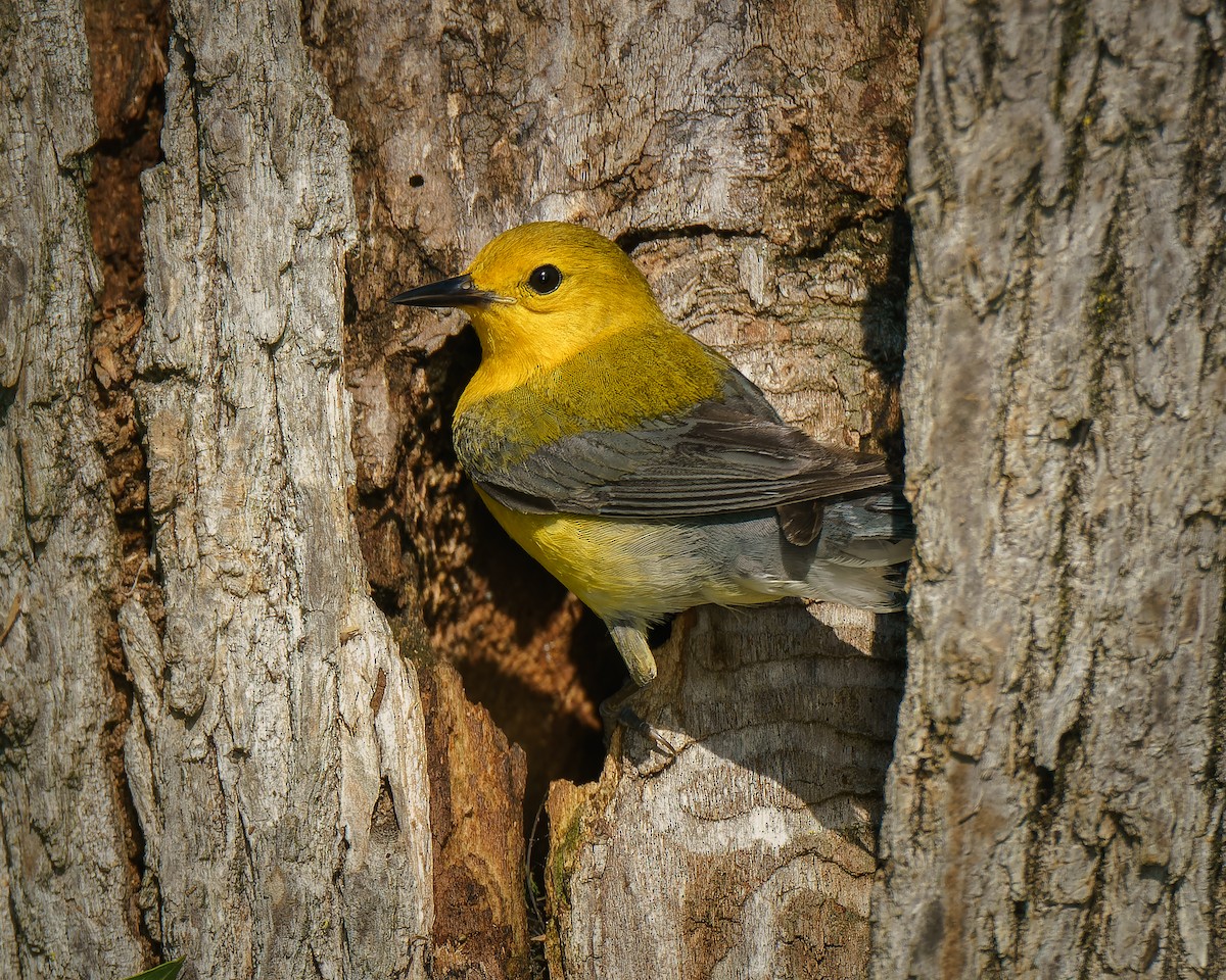 Prothonotary Warbler - ML619808567
