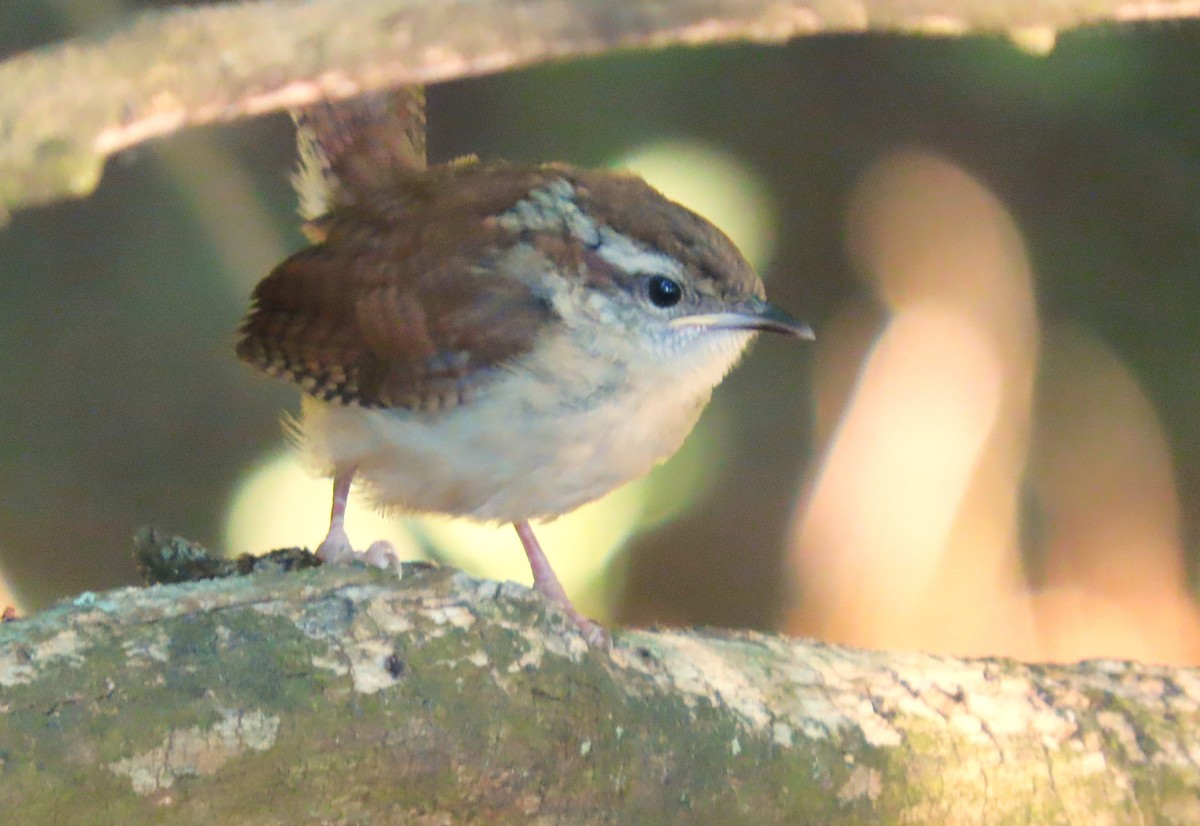 Carolina Wren - ML619808571