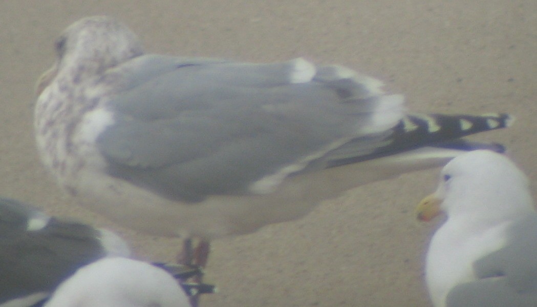 Западная x Серокрылая чайка (гибрид) - ML619808576