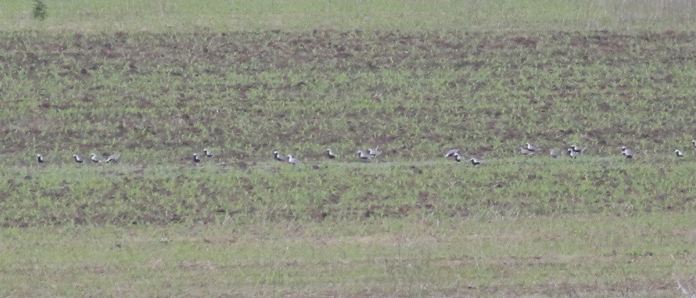 Black-bellied Plover - ML619808580