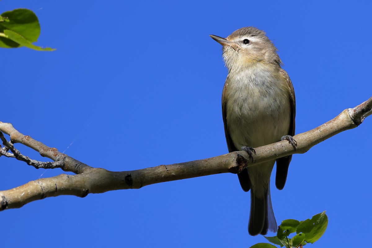 Sängervireo - ML619808593