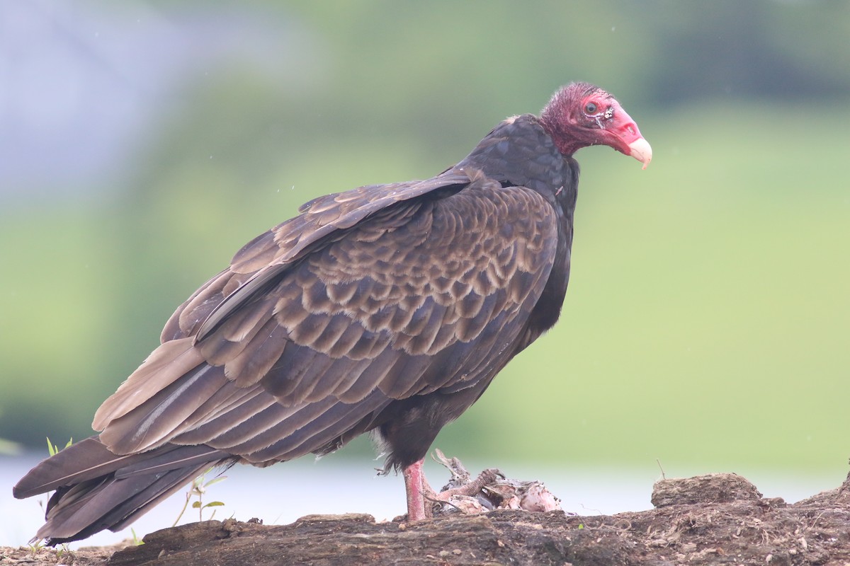 Turkey Vulture - ML619808599