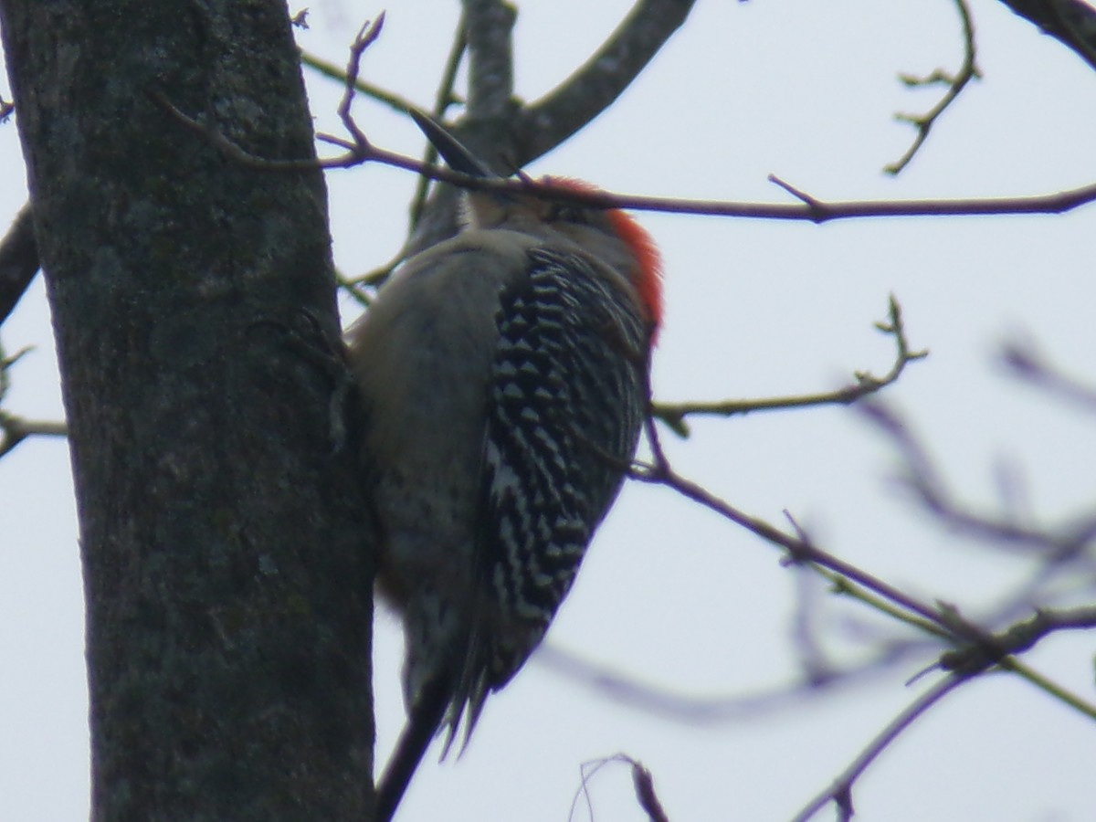 Red-bellied Woodpecker - ML619808600