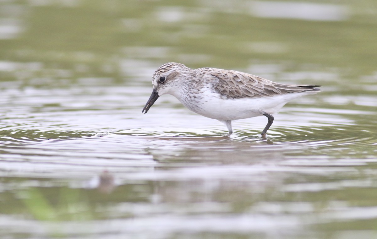 Semipalmated Sandpiper - Theo Staengl