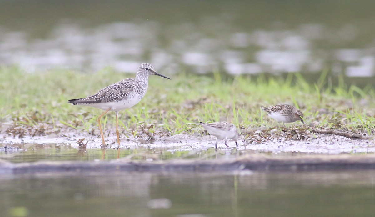 Lesser Yellowlegs - ML619808610