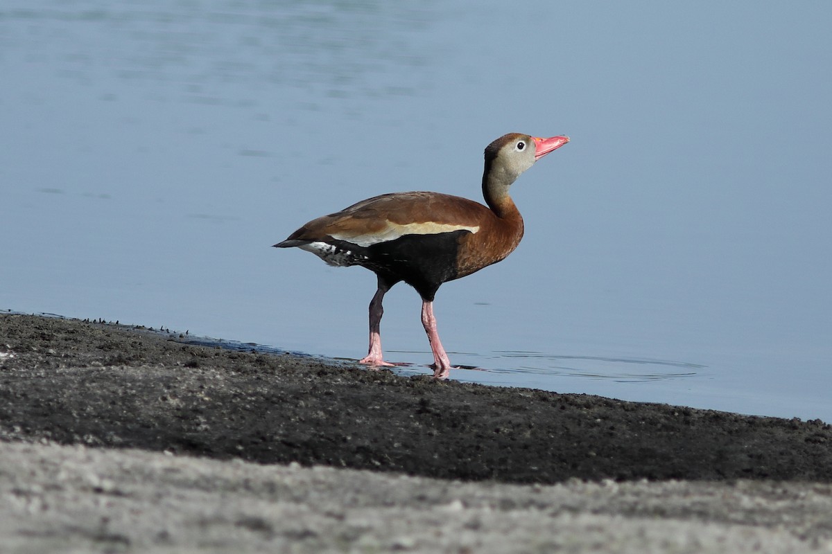 Black-bellied Whistling-Duck - ML619808613