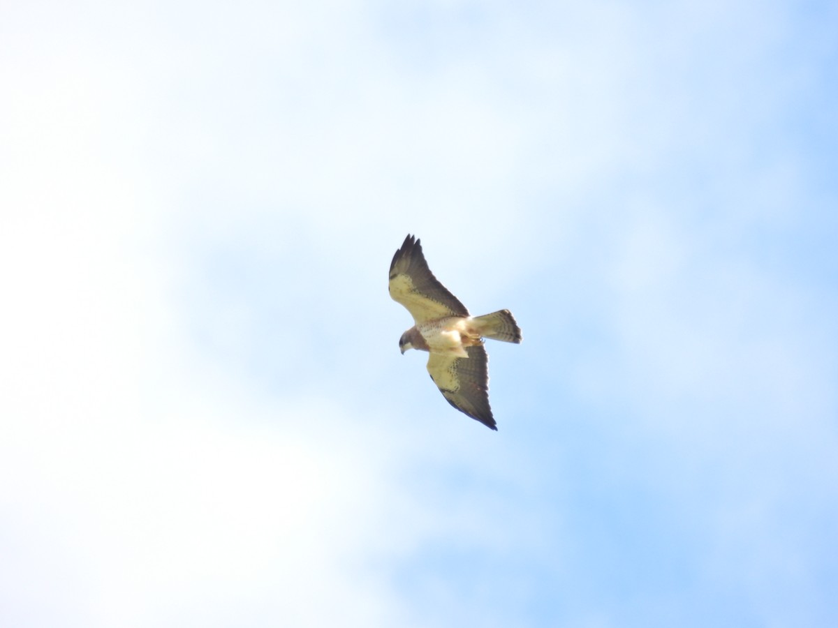 Swainson's Hawk - ML619808618