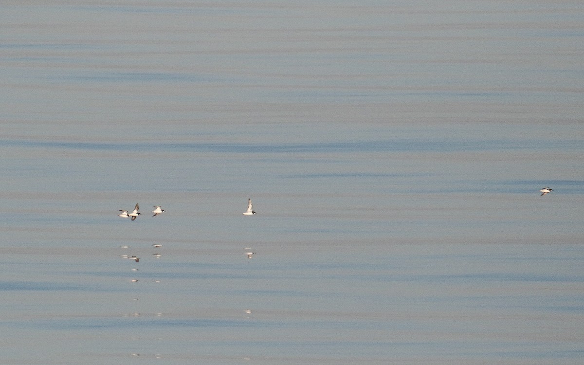 Red-necked Phalarope - ML619808631