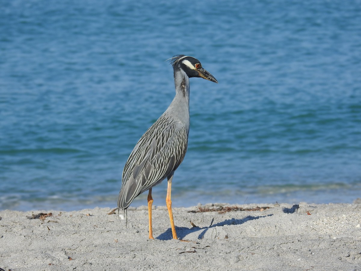 Yellow-crowned Night Heron - ML619808653