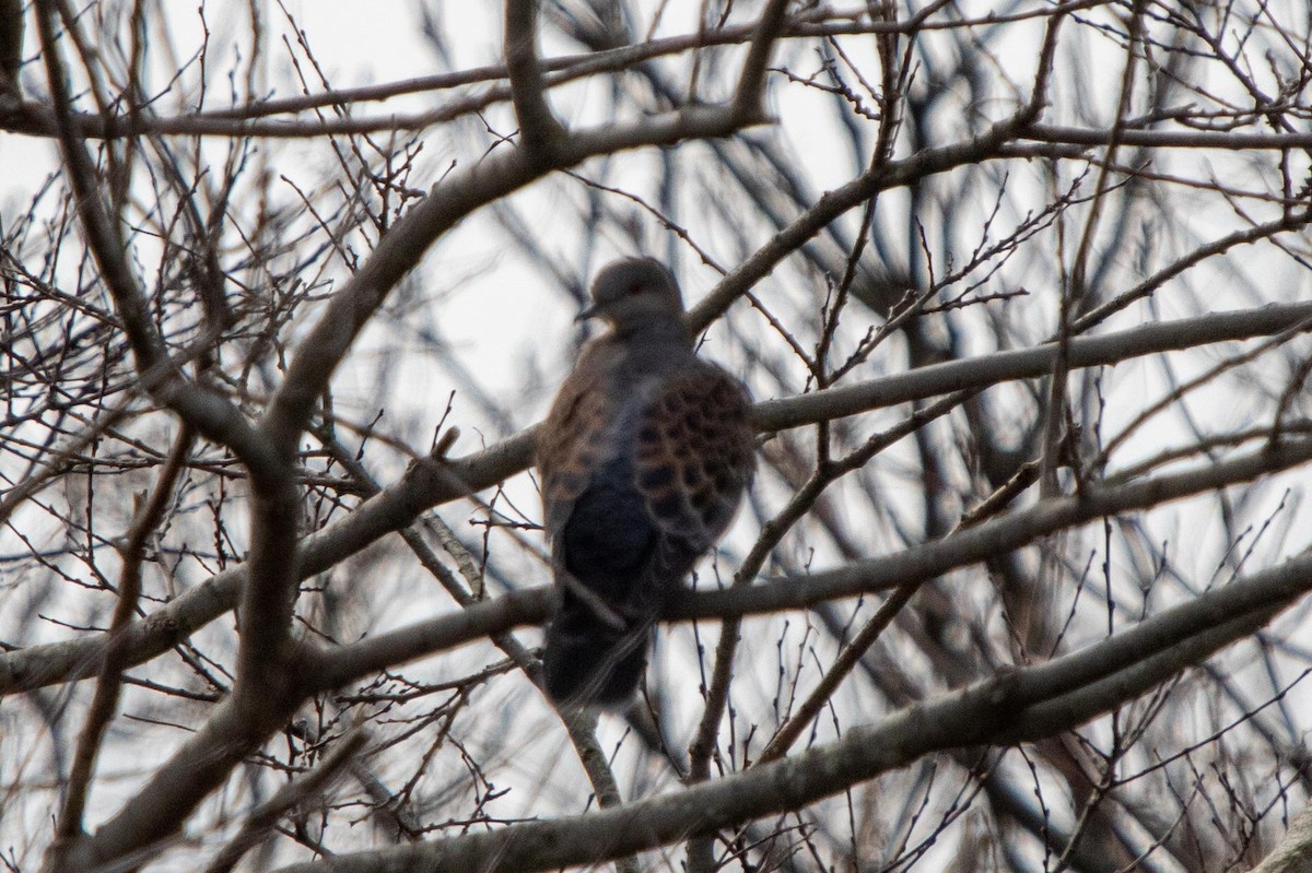 Oriental Turtle-Dove - ML619808666