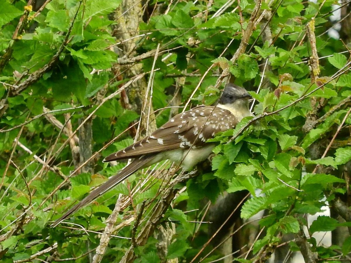 Great Spotted Cuckoo - ML619808669