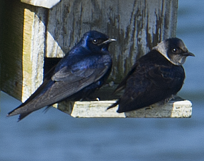 Purple Martin - ML619808672