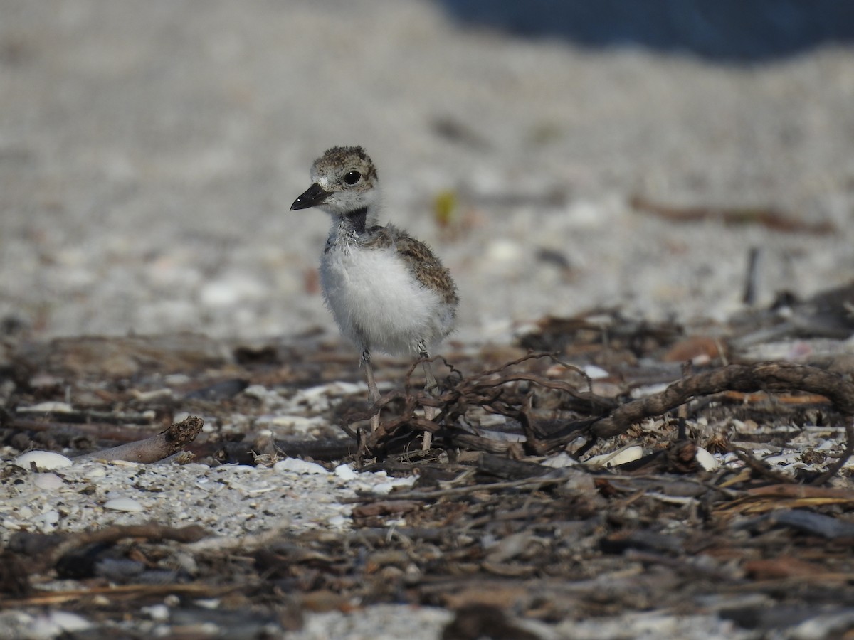 Wilson's Plover - ML619808674