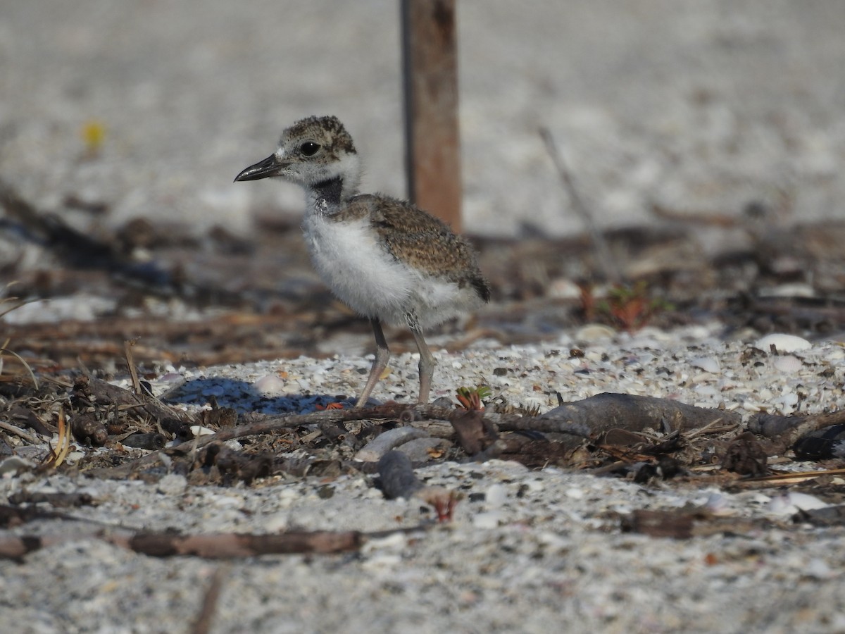 Wilson's Plover - Michael Weisensee