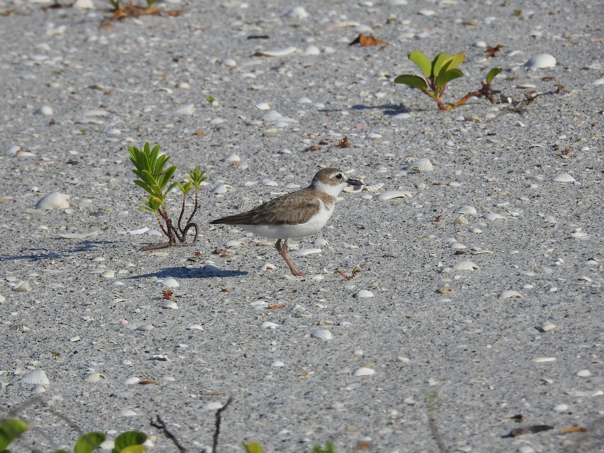 Wilson's Plover - ML619808676