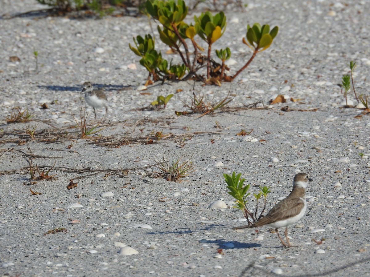 Wilson's Plover - ML619808679