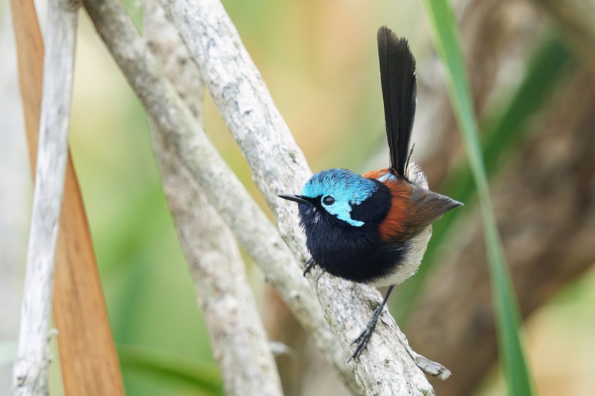 Red-winged Fairywren - ML619808680