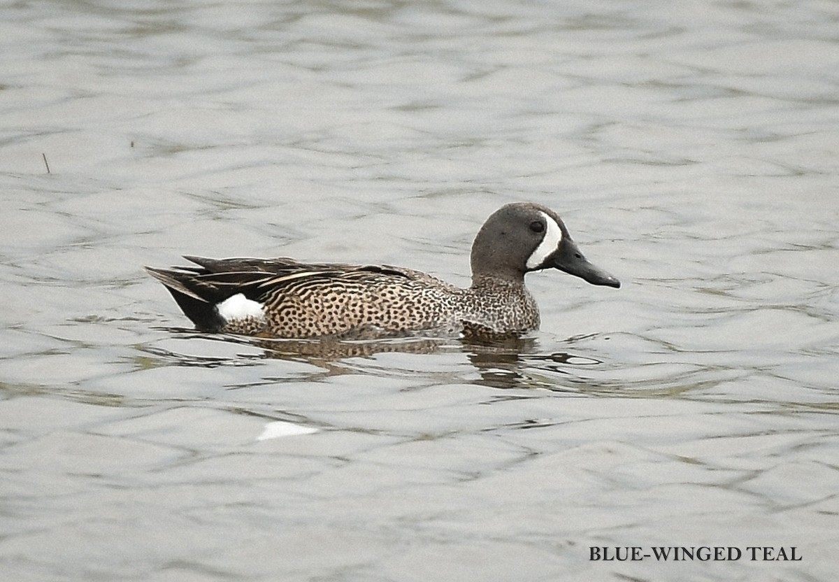 Blue-winged Teal - ML619808684