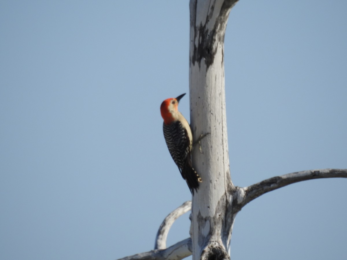 Red-bellied Woodpecker - ML619808688