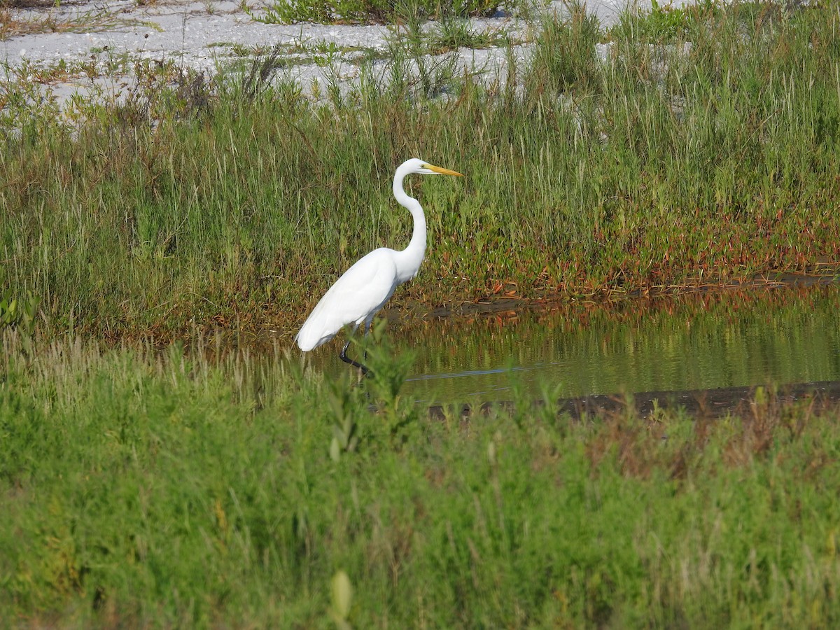 Great Egret - ML619808695