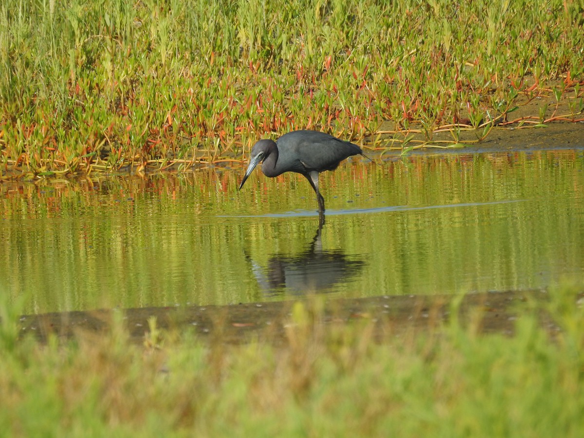 Little Blue Heron - ML619808696