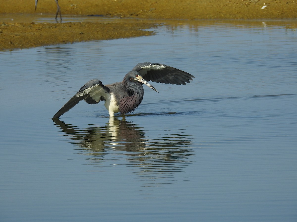 Tricolored Heron - ML619808698