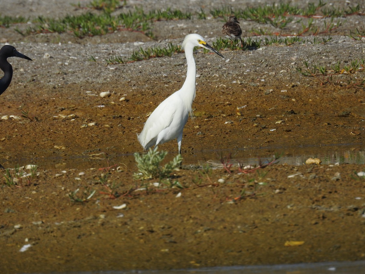 Snowy Egret - ML619808702