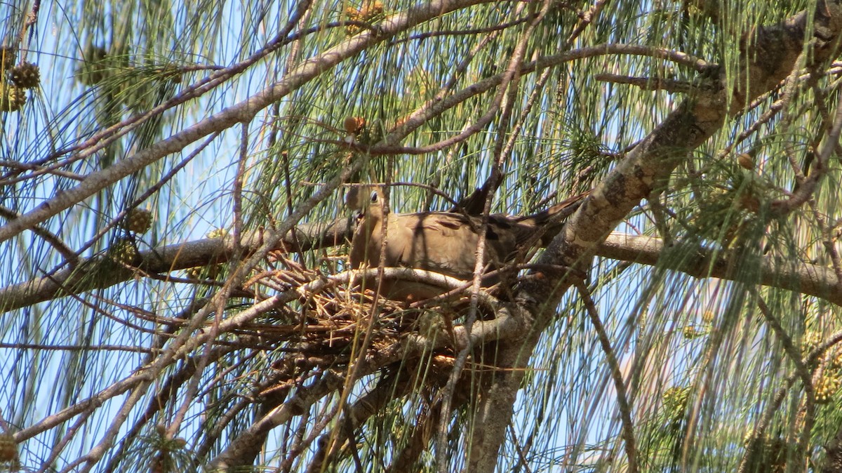 Mourning Dove - ML619808712