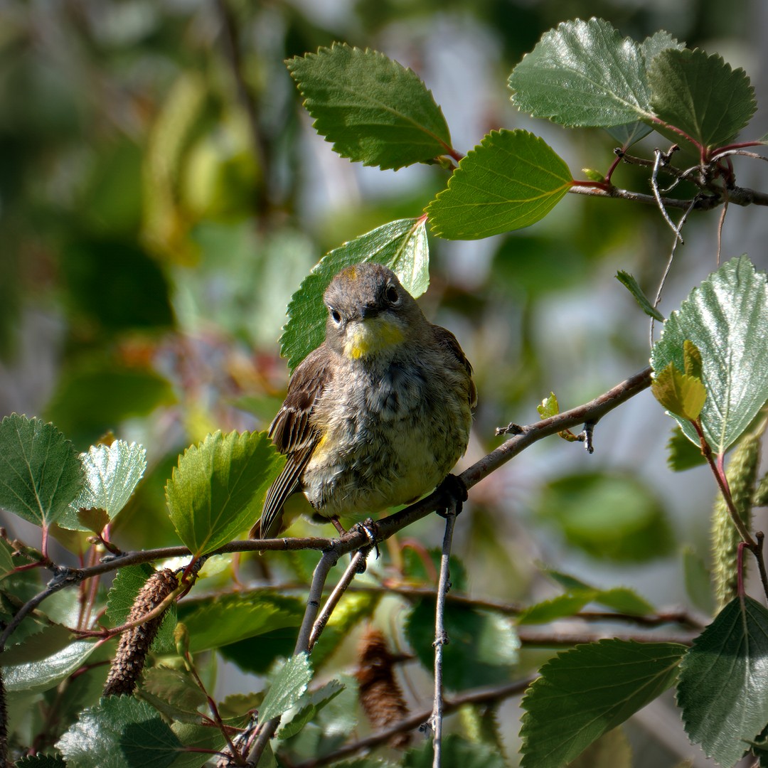 Yellow-rumped Warbler (Audubon's) - ML619808717