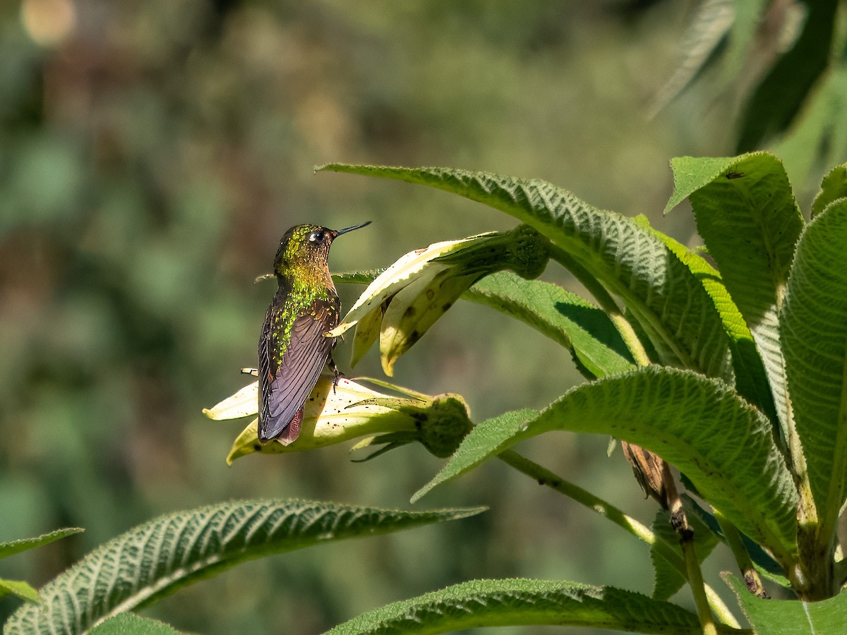 kolibřík dřišťálový - ML619808724