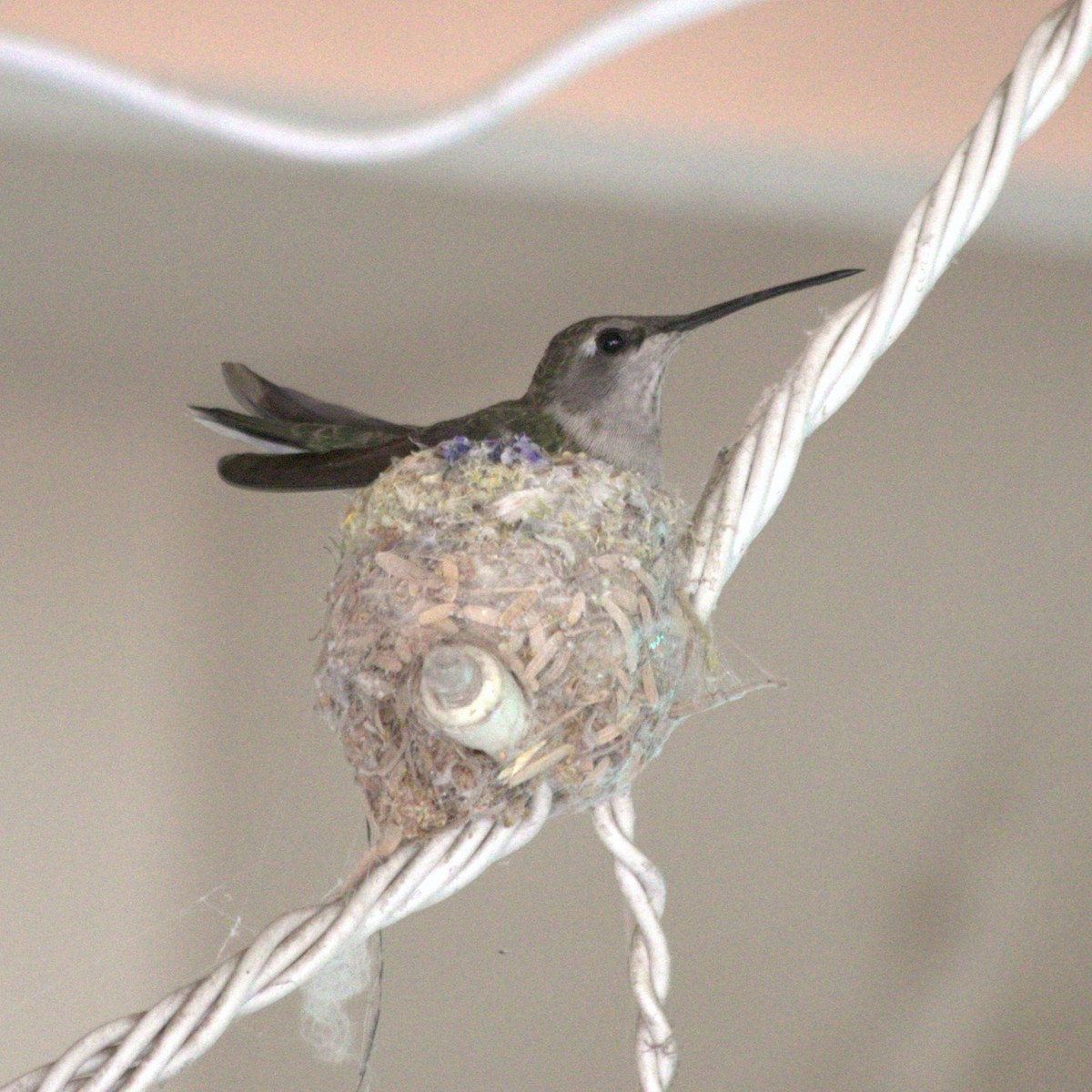 hummingbird sp. - ML619808726