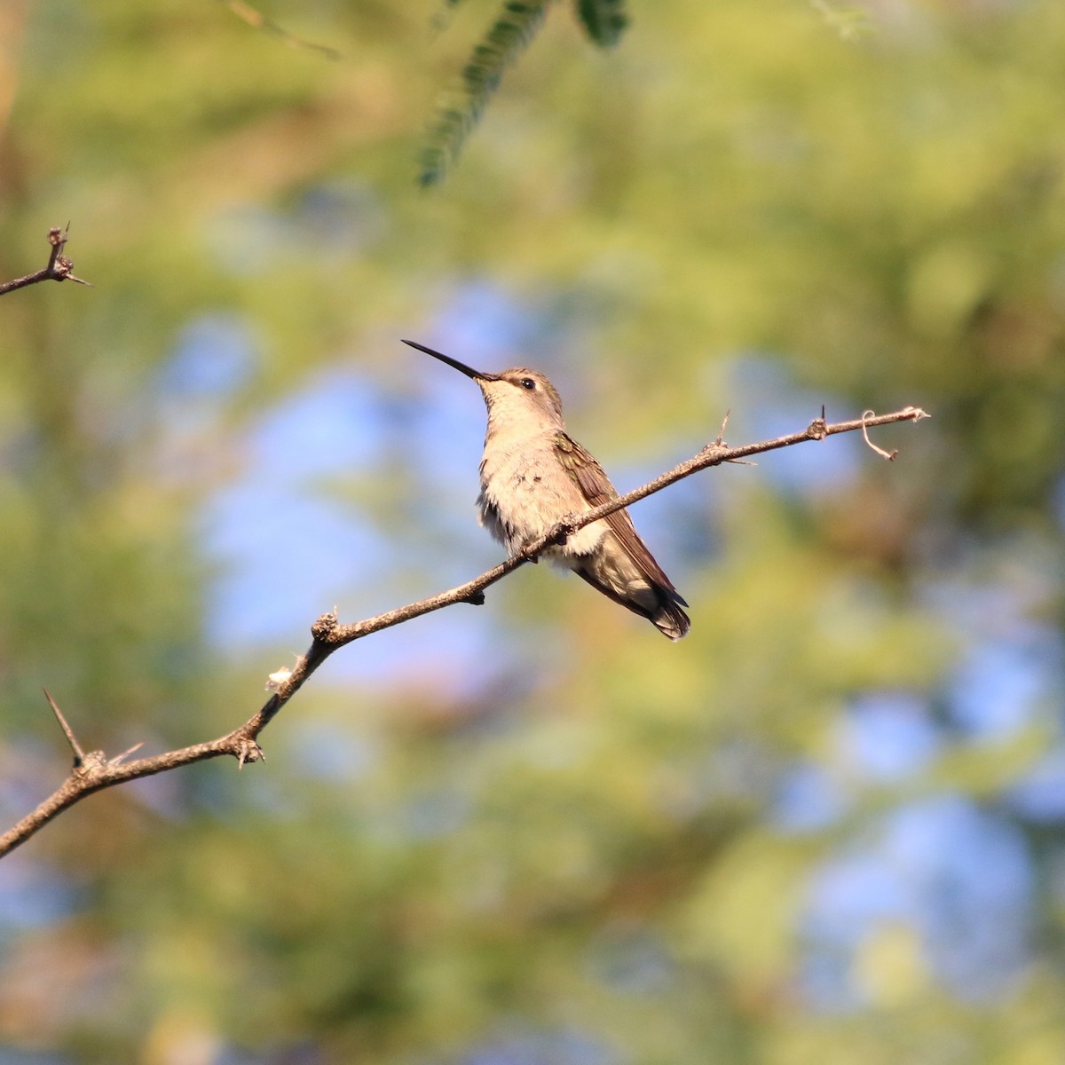 ub. kolibri (Trochilidae sp.) - ML619808727