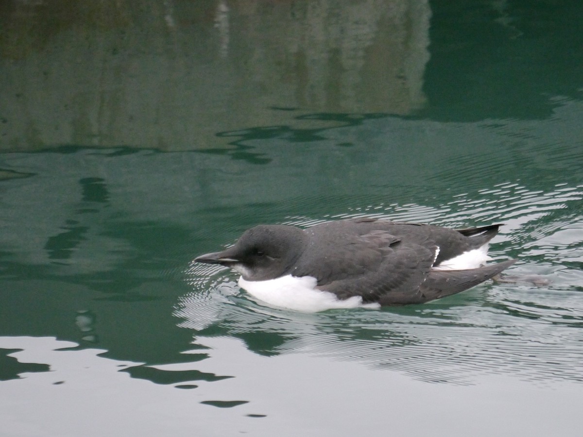 Thick-billed Murre - ML619808728