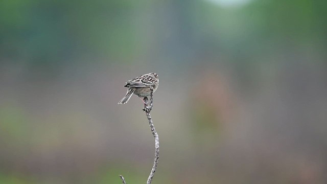 Grasshopper Sparrow - ML619808730