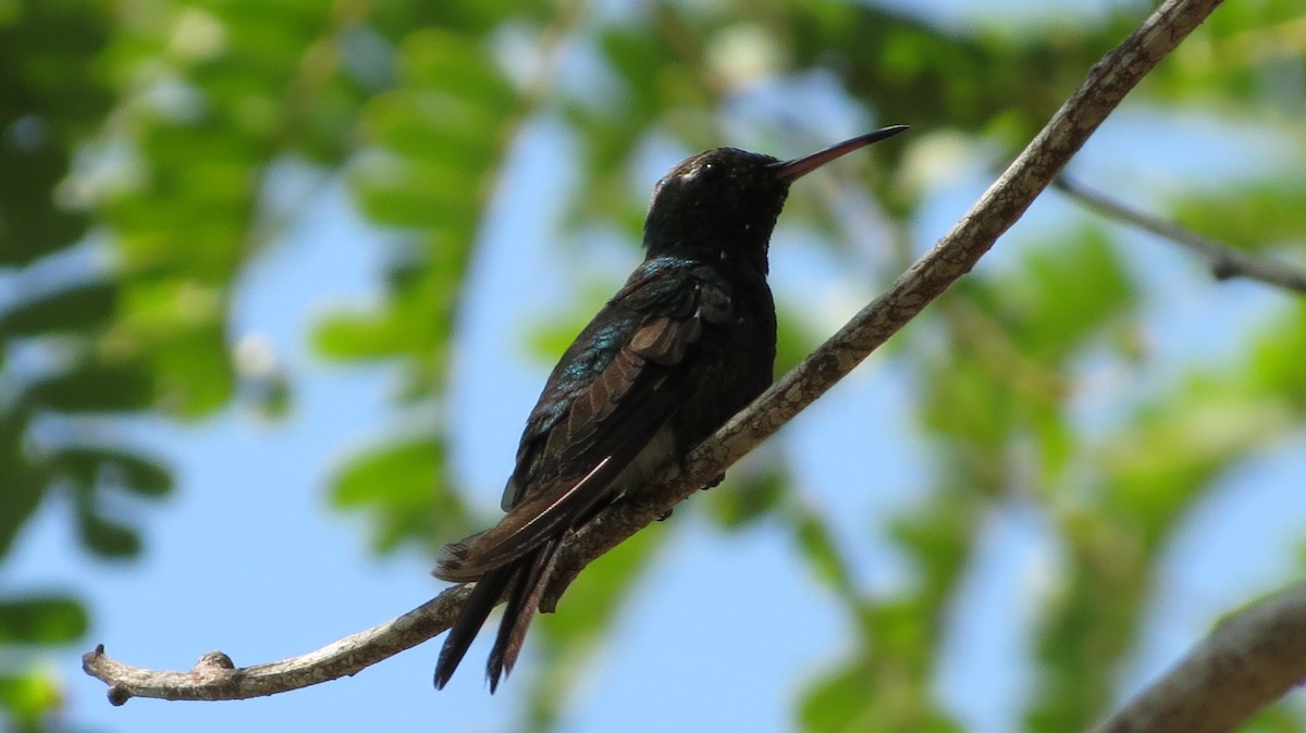 kolibřík kubánský - ML619808731