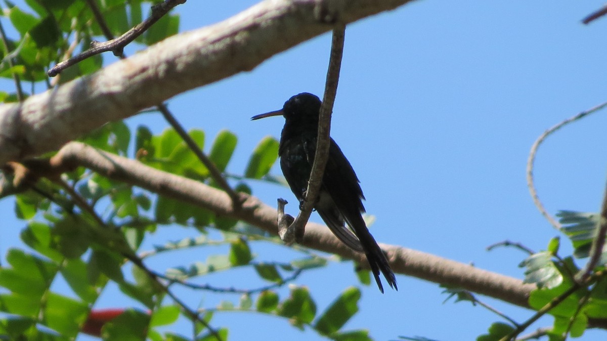 kolibřík kubánský - ML619808734