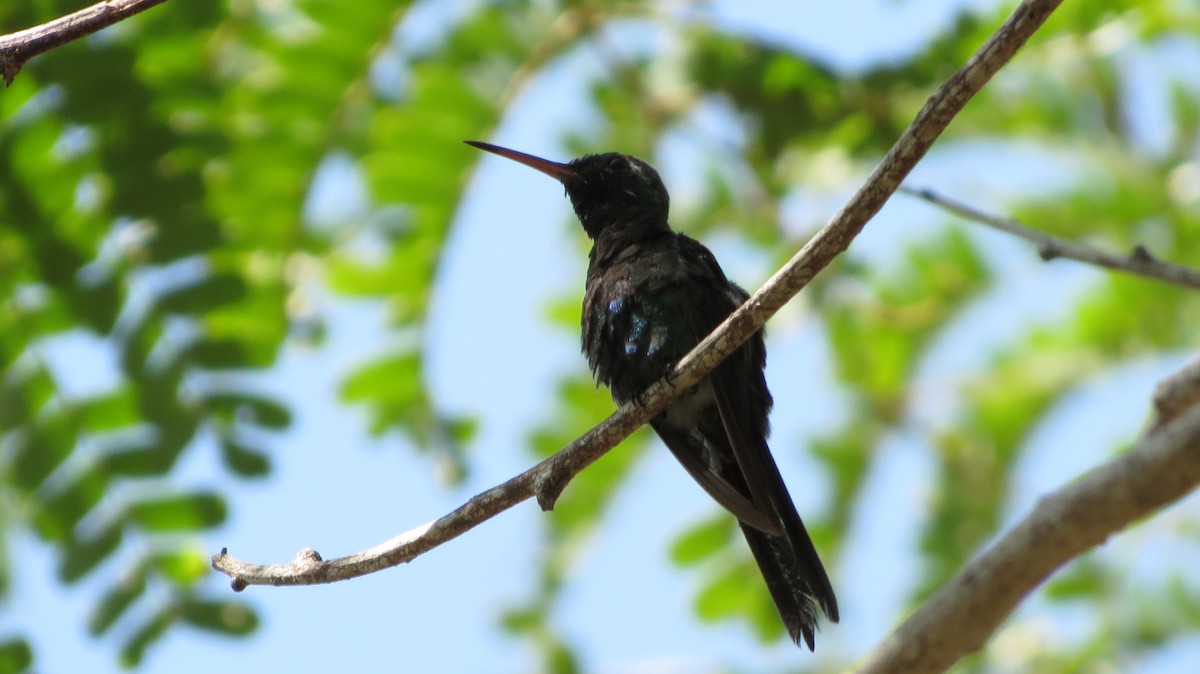 kolibřík kubánský - ML619808736