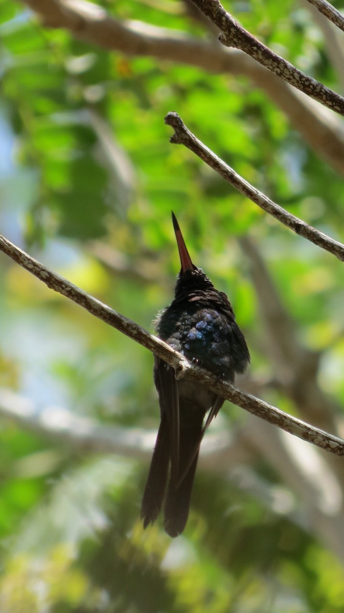 kolibřík kubánský - ML619808737