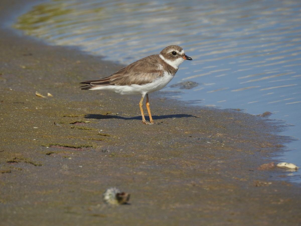 Semipalmated Plover - ML619808739