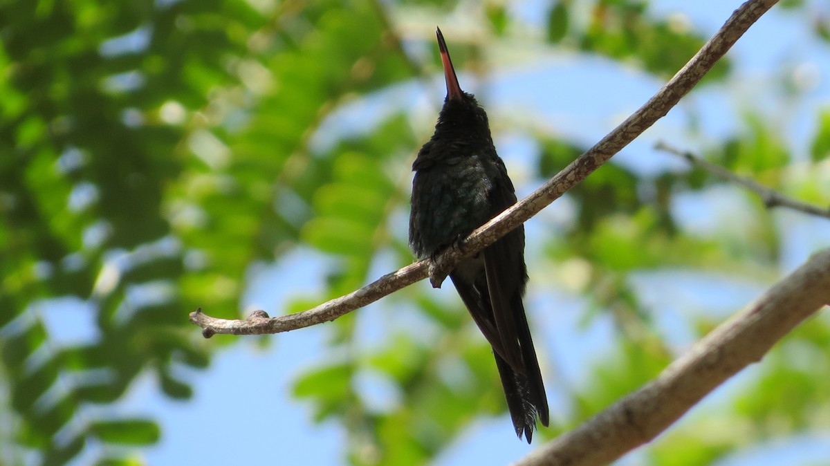 kolibřík kubánský - ML619808740