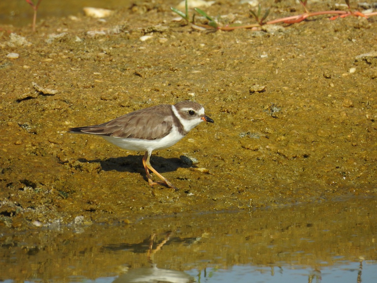 Semipalmated Plover - ML619808741