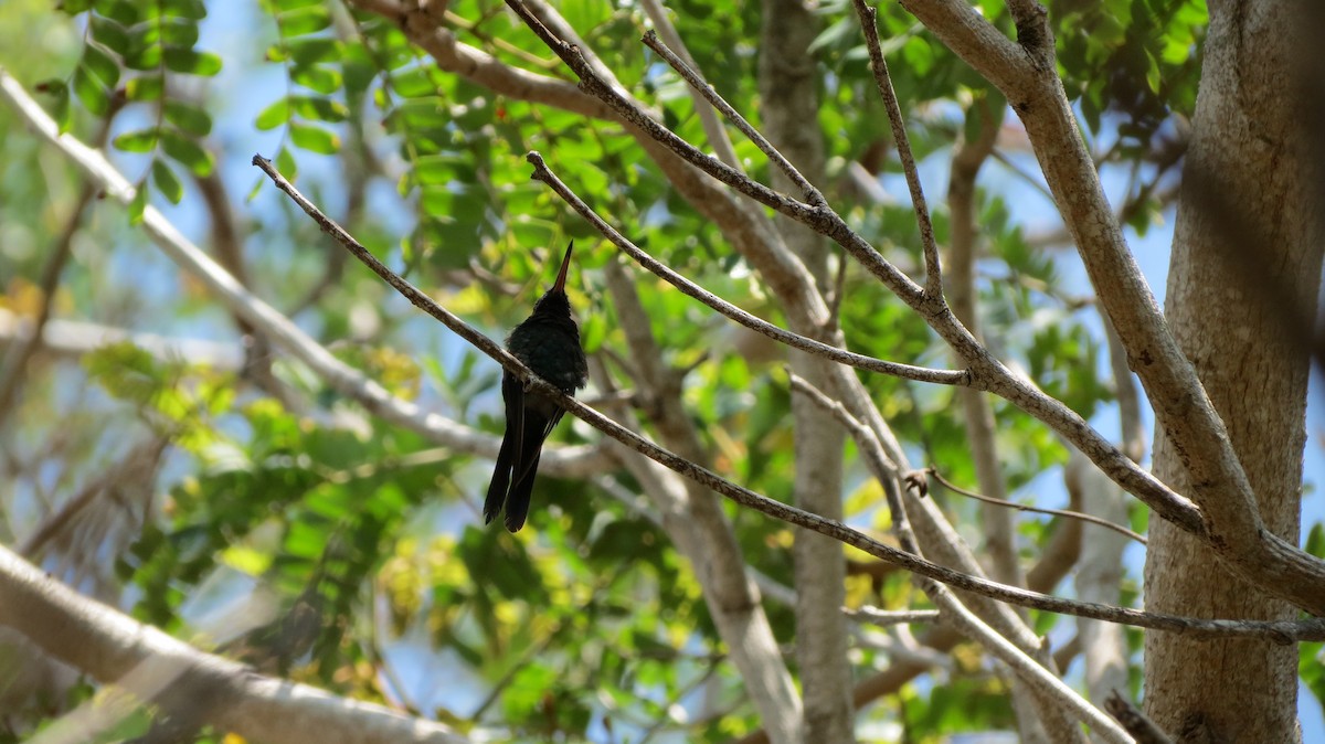 kolibřík kubánský - ML619808742
