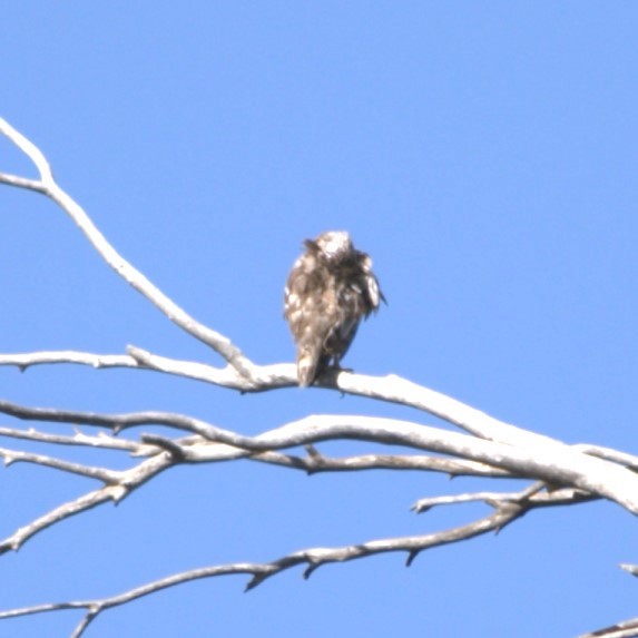 tanımsız Accipitriformes/Falconiformes sp. - ML619808744