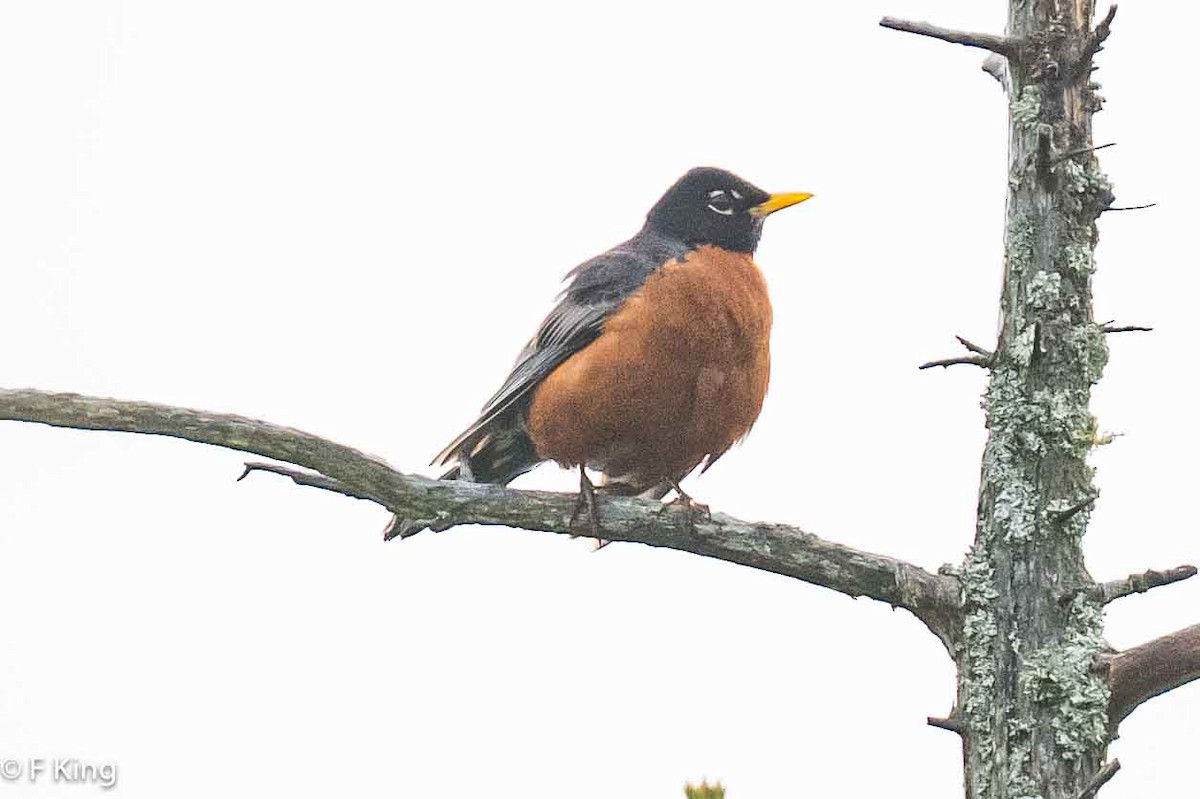 American Robin - ML619808748