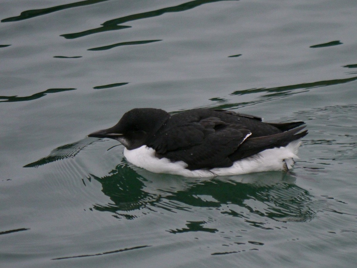 Thick-billed Murre - ML619808753