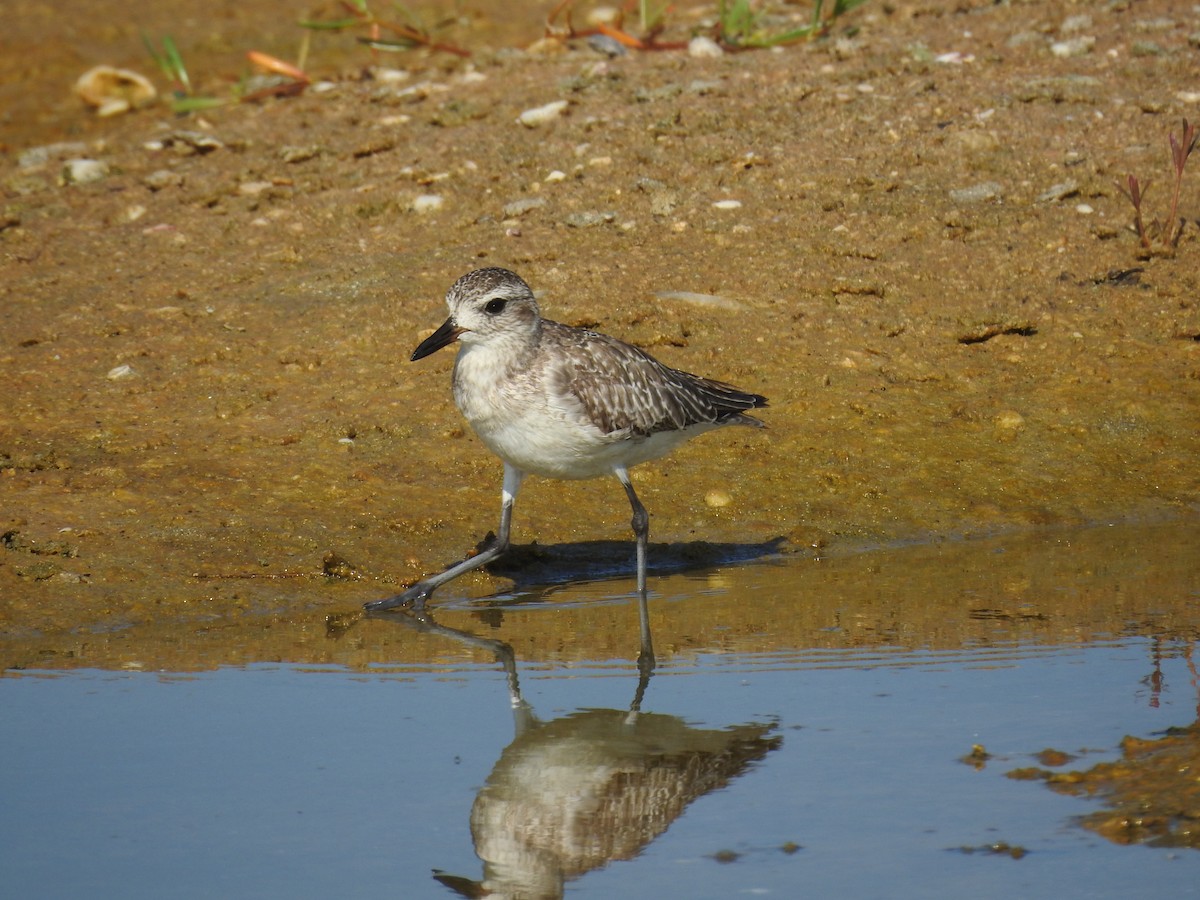 Black-bellied Plover - ML619808765